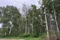 30 Schieman Bay  3.99 acres, Grand Marais (8 of 8) / click on image for larger view