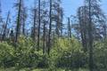 110051 Lakeshore Rd   1.65 acres, Belair (1 of 6) / click on image for larger view
