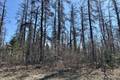 110051 Lakeshore Rd   1.65 acres, Belair (1 of 10) / click on image for larger view